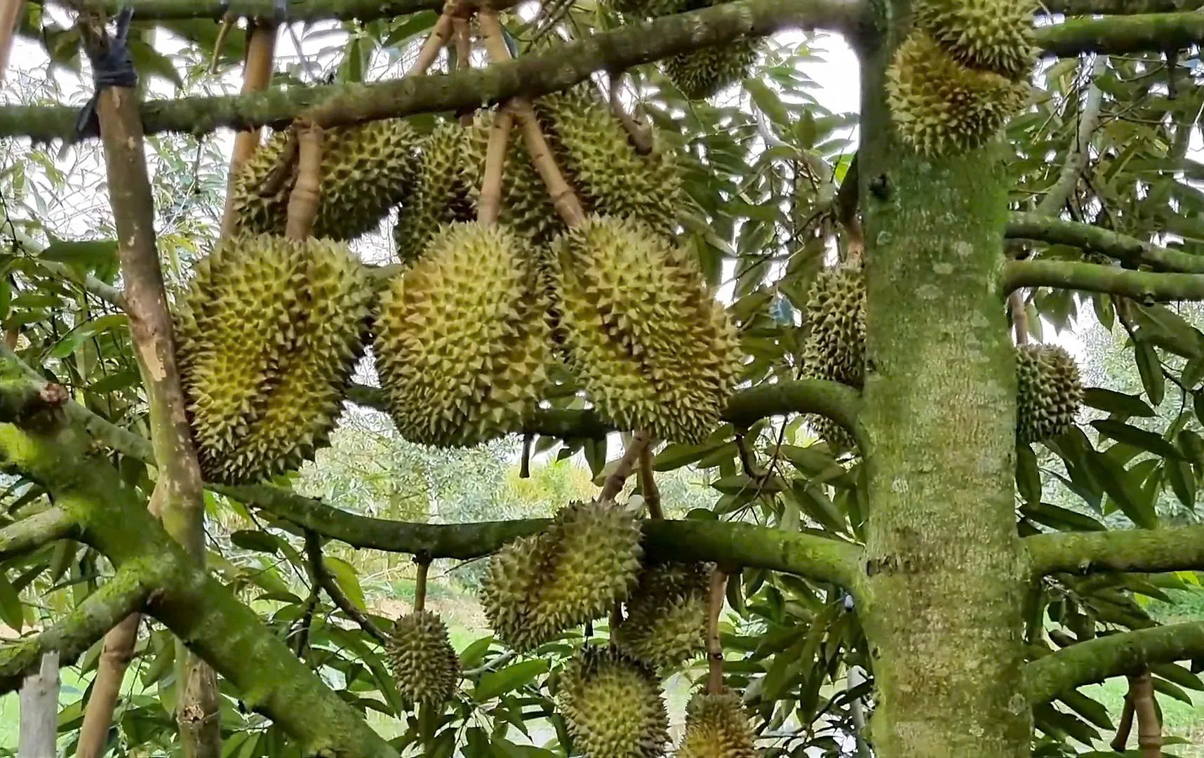 Trái sầu riêng Monthong Thái vỏ xanh gai đều