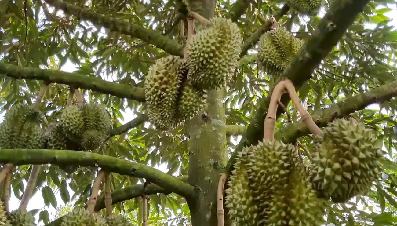 Múi cơm vàng ươm hạt lép xuất khẩu GACC