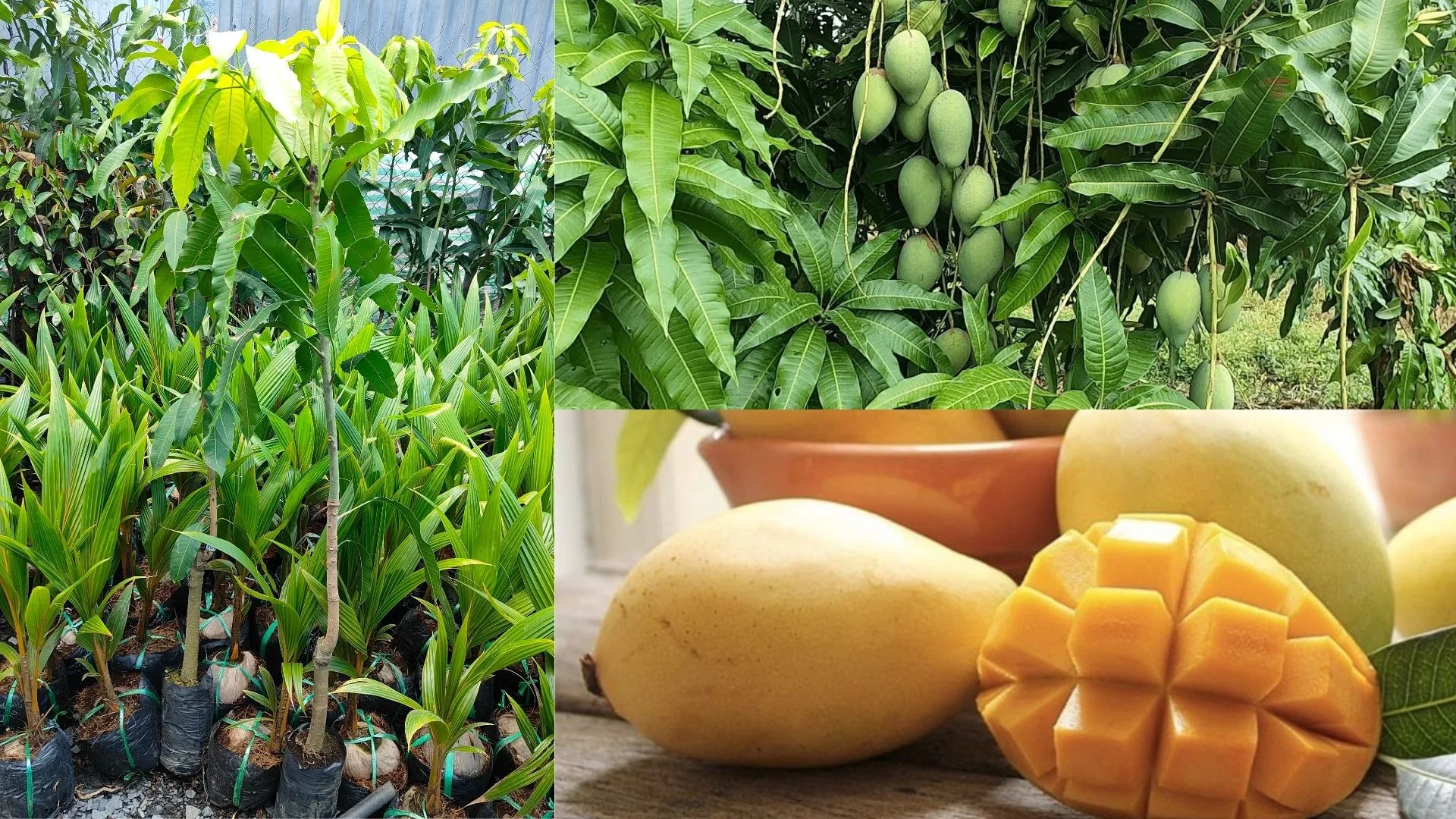 Vườn Xoài Cát Hòa Lộc Cao Lãnh - Mở Đấu Giá Lô Hữu Cơ