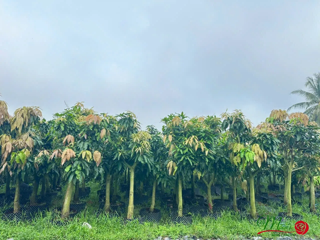 Xoài cát Hòa Lộc đạt tiêu chuẩn hữu cơ Organic