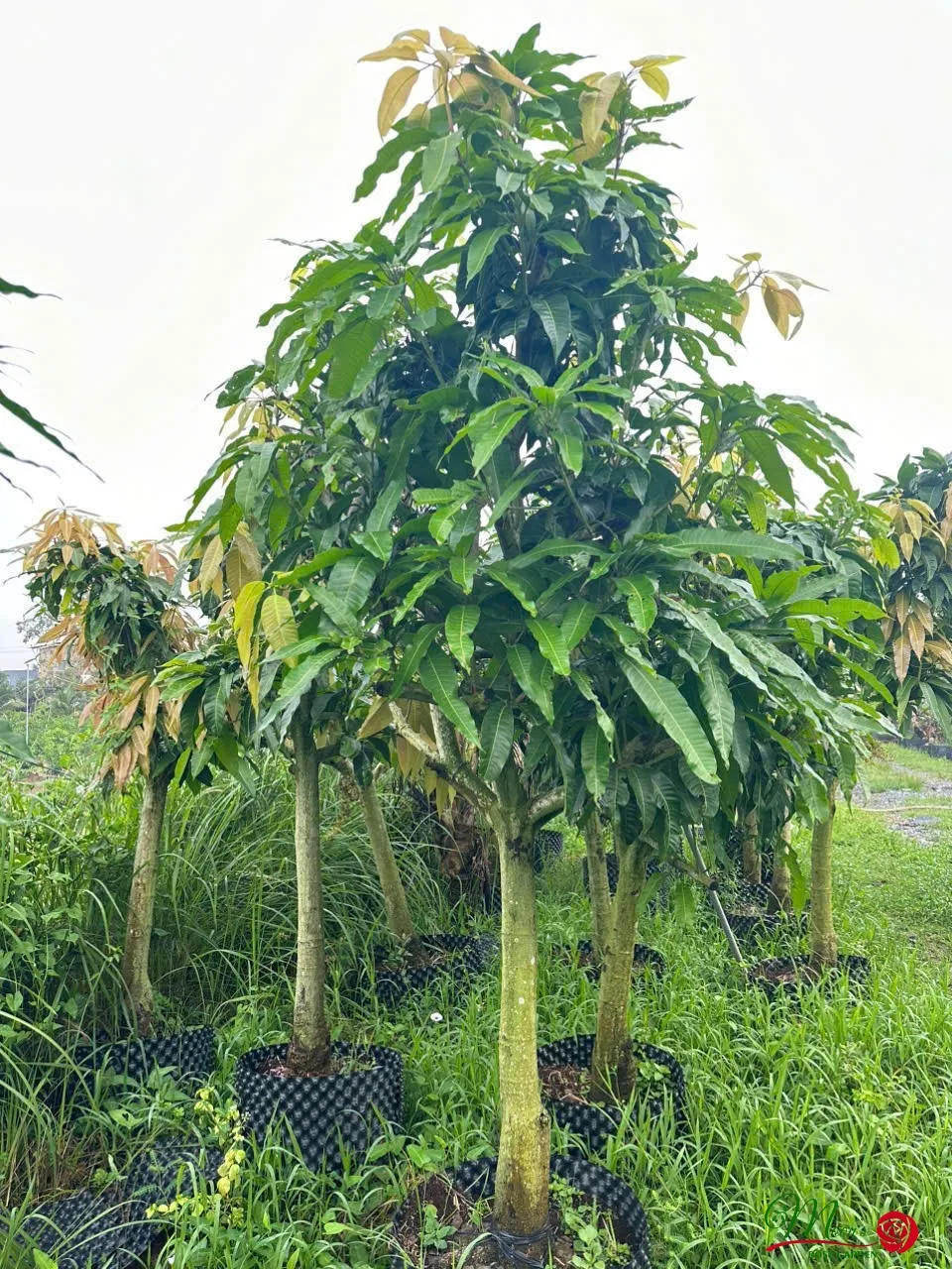Thu hoạch xoài bằng dụng cụ chuyên dụng an toàn