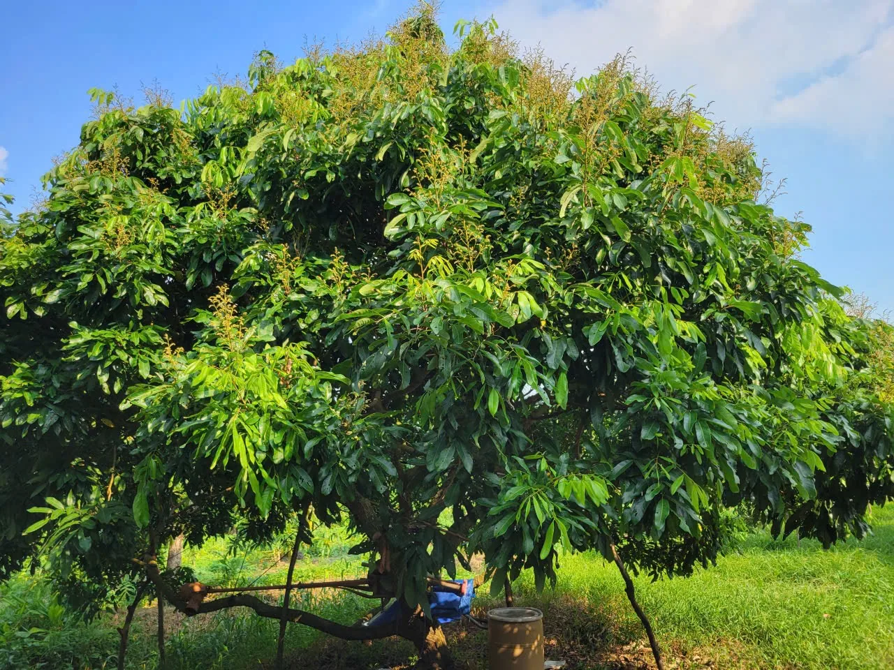 Cây nhãn Ido tán rộng, xanh tốt trên đất phù sa cù lao