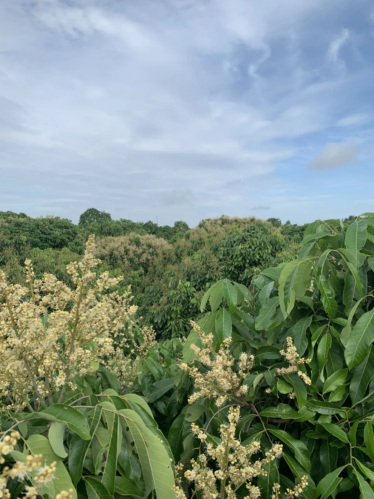 Nhãn Ido đang ra hoa đồng loạt