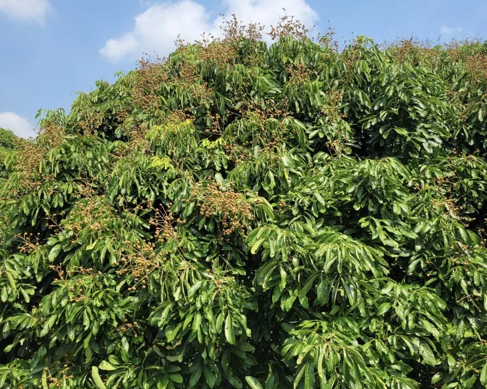 Vườn Nhãn Ido Trương Thái Ngọc - 50 Cây Sai Trái, Đấu Giá Cọc Thu Hoạch Cuối Tháng 10