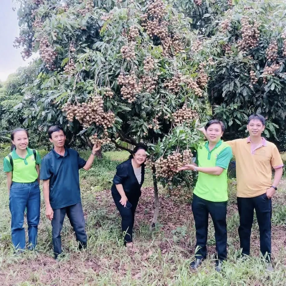 Nhãn Ido ra hoa, chuẩn bị đậu trái