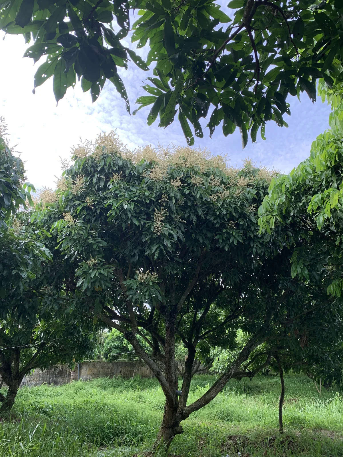 Cây nhãn lâu năm trong vườn