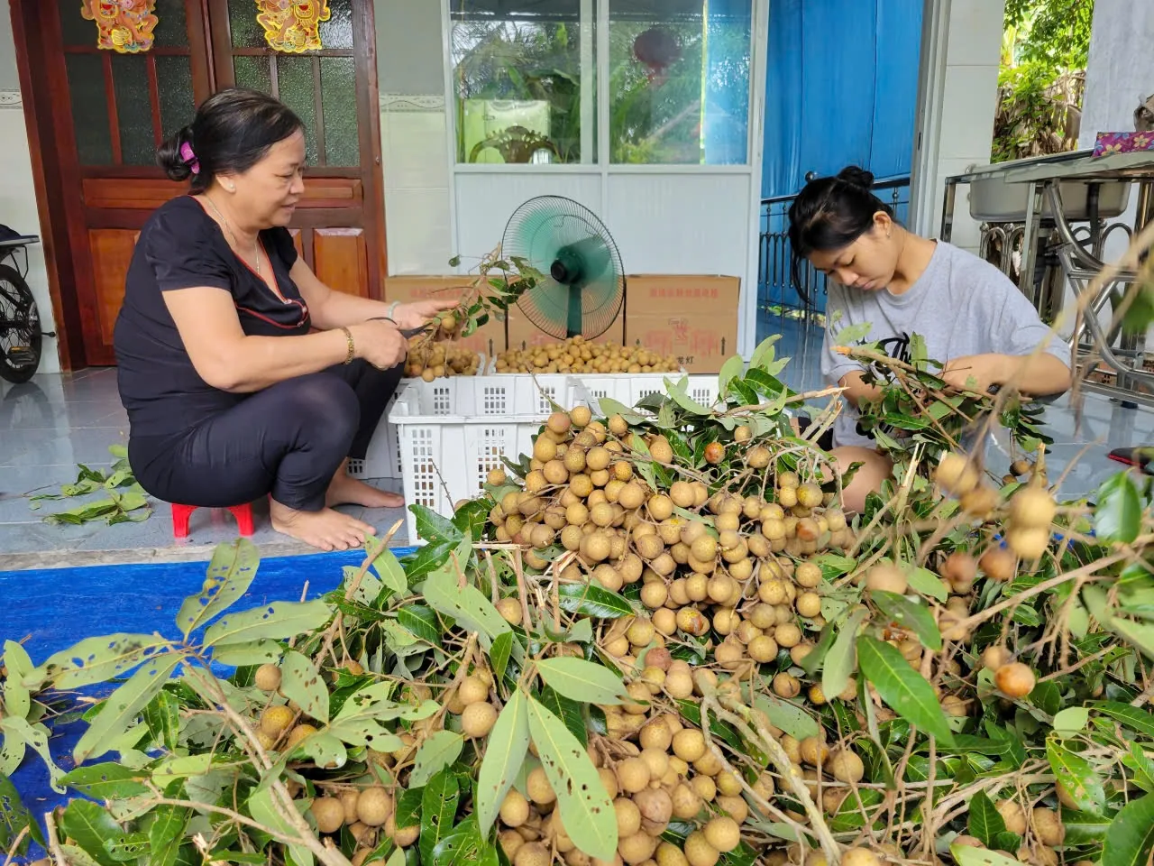 Lựa và đóng thùng nhãn Ido sau thu hoạch
