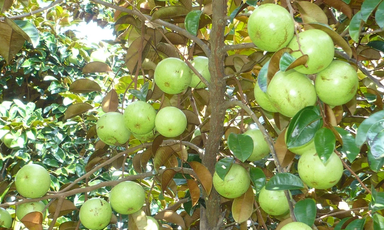 Vú sữa Lò Rèn Vĩnh Kim đạt tiêu chuẩn OCOP 4 sao