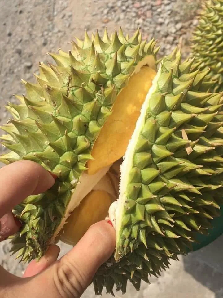 Cơm sầu riêng Ri6 hạt lép béo ngậy