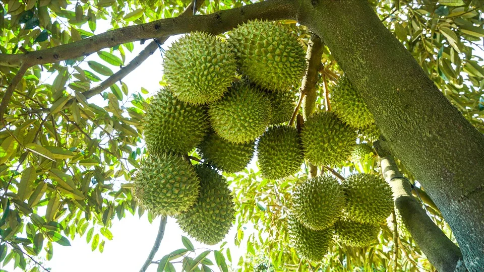 Vườn Sầu Riêng Ri6 Cai Lậy - Mở Đấu Giá Cọc Thu Hoạch Sớm