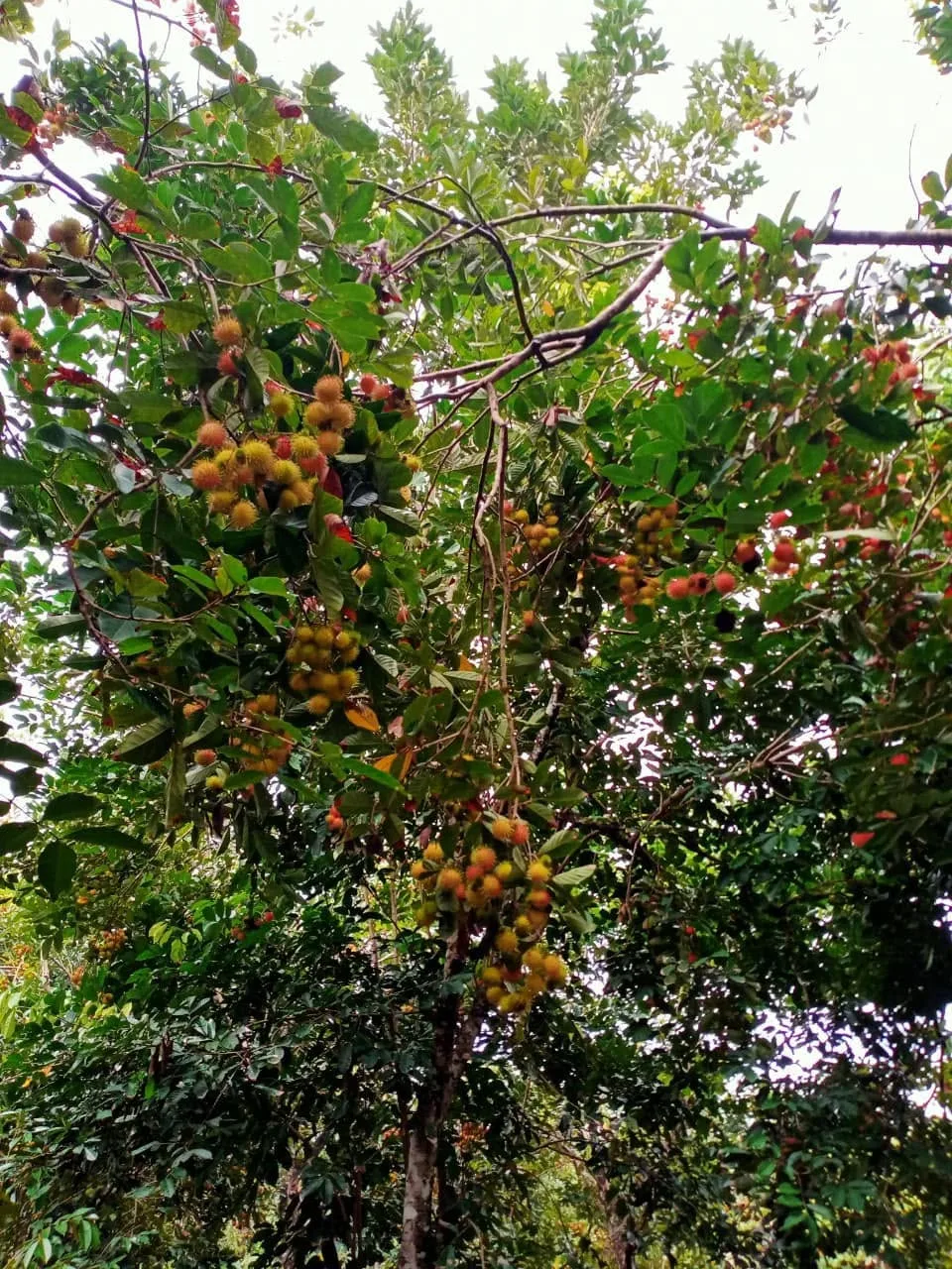 Cơm chôm chôm giòn tróc róc hạt nhỏ ngọt lịm