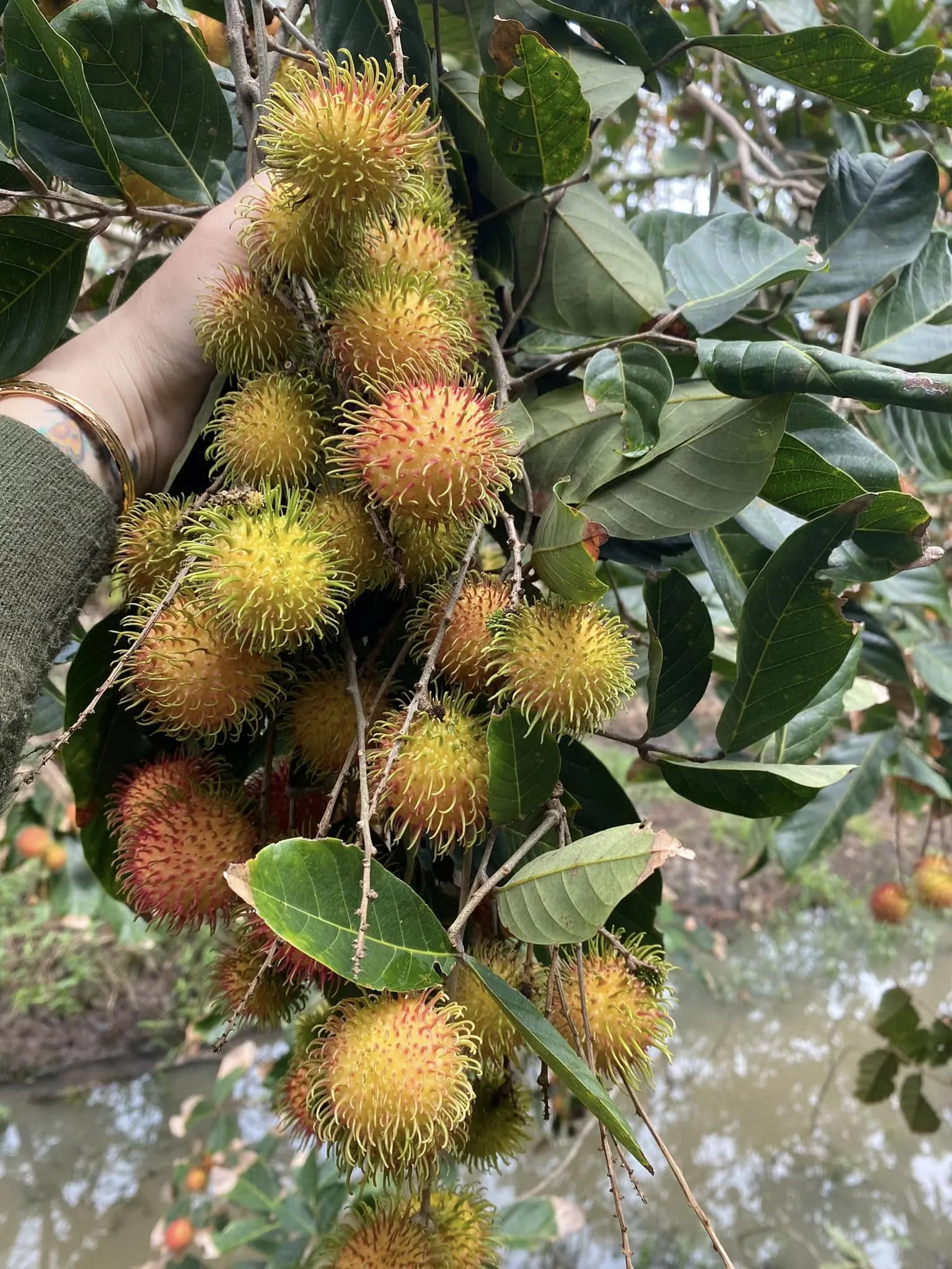 Chôm chôm nhãn Phú Phụng trĩu cành chín rộ